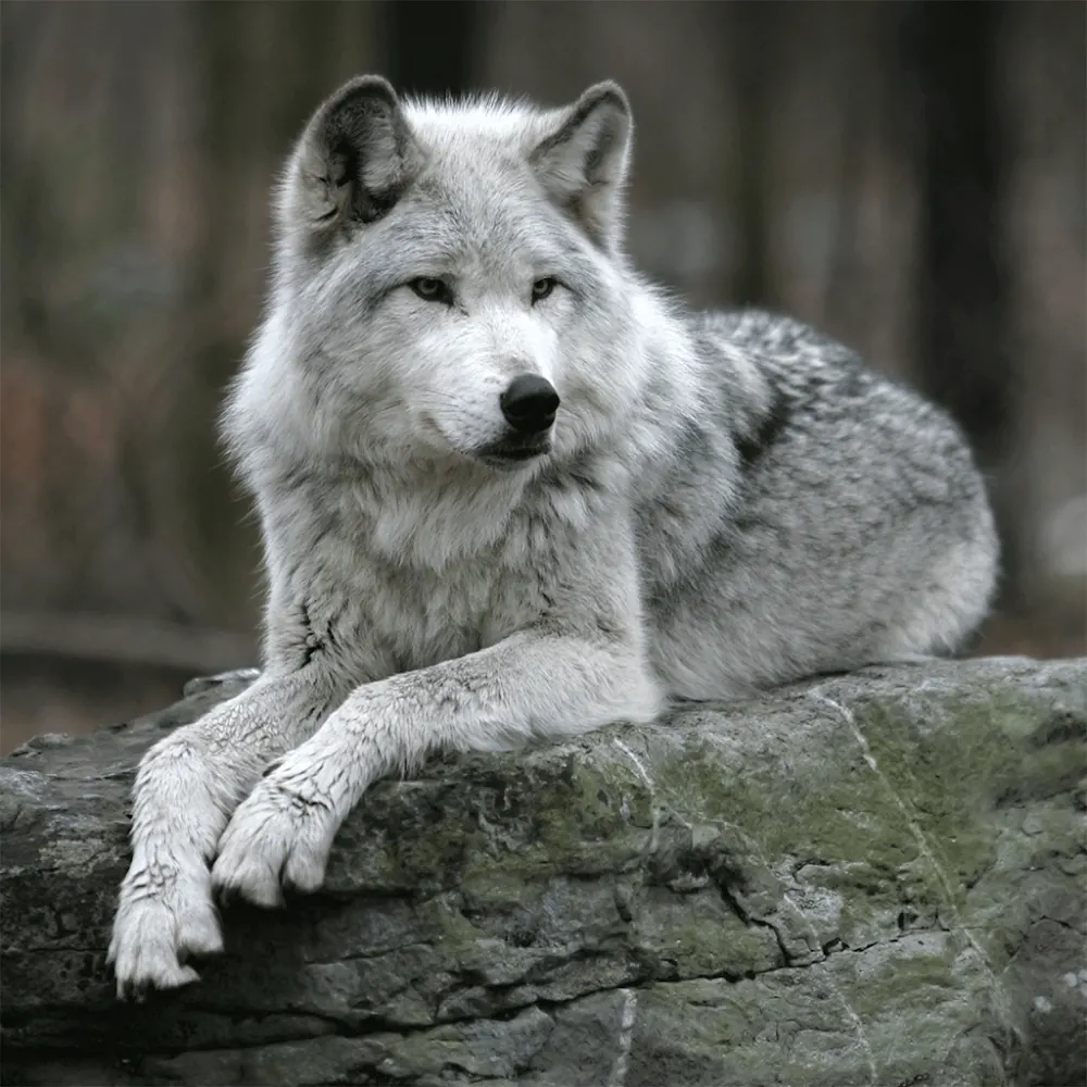 A grey wolf peeking around a birch tree trunk in snow in Wolf Jigsaw Puzzle Games